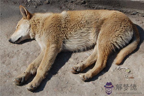 發夢夢到餓死是什麼意思