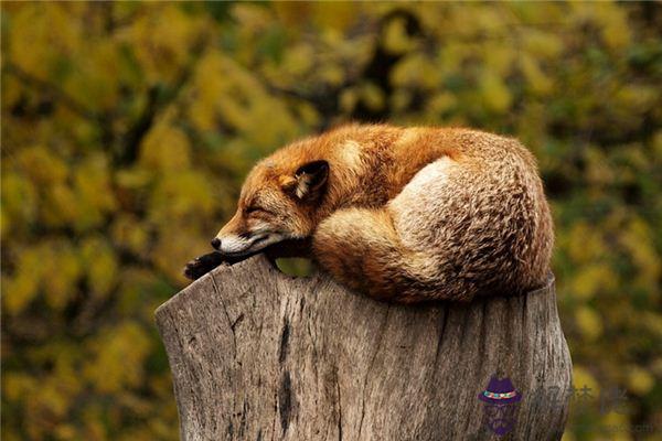 發夢夢到動物是什麼意思