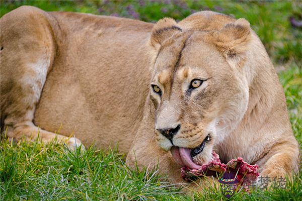 發夢夢到猛獸是什麼意思