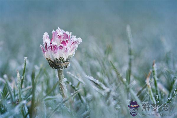 發夢夢到雪中開花是什麼意思