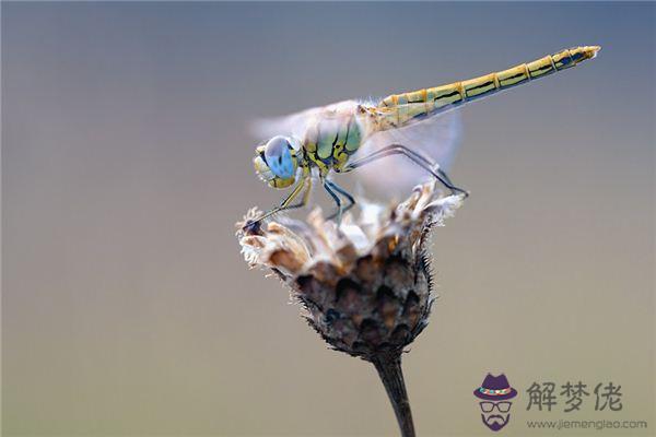 發夢夢到抓蜻蜓是什麼意思