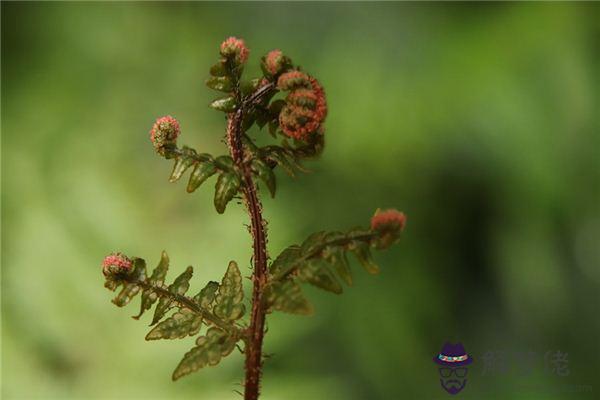 發夢夢到蕨類植物是什麼意思