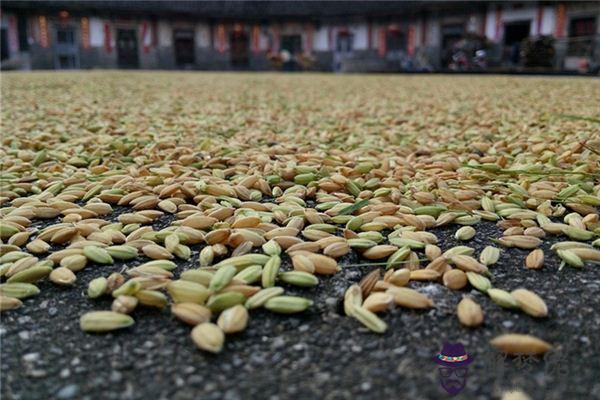 發夢夢到打谷脫粒是什麼意思