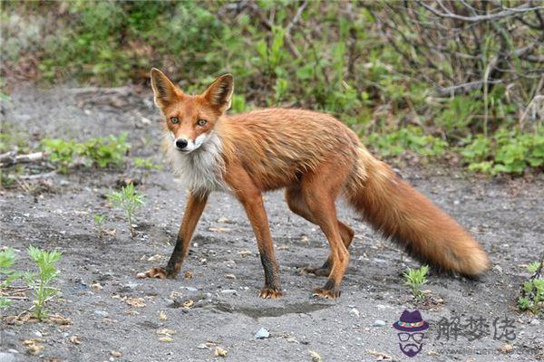 發夢夢到野獸是什麼意思