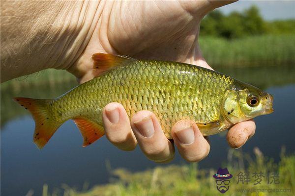 發夢夢到鰱魚是什麼意思