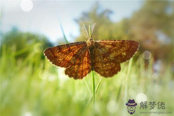 發夢夢到飛蛾是什麼意思