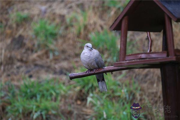 發夢夢到鳩是什麼意思