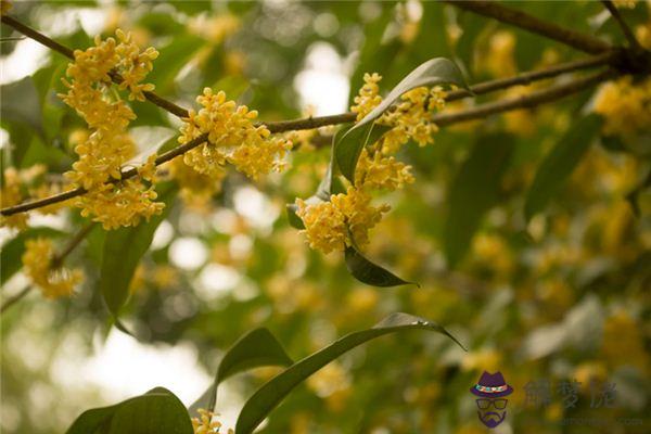 發夢夢到桂花是什麼意思