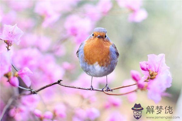 發夢夢到鳥類是什麼意思