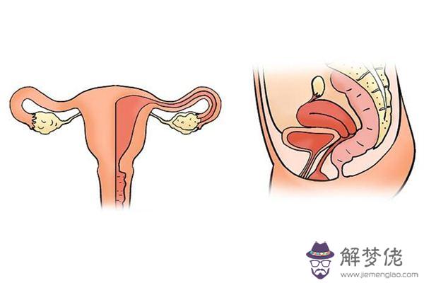 發夢夢到子宮是什麼意思