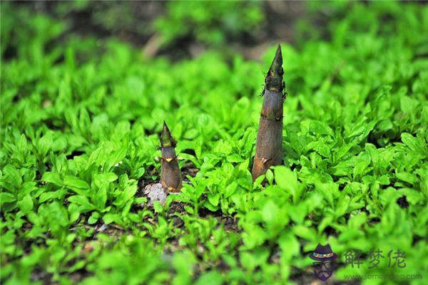 夢到挖筍是什麼意思