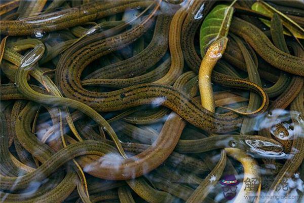 發夢夢到鱔魚是什麼意思