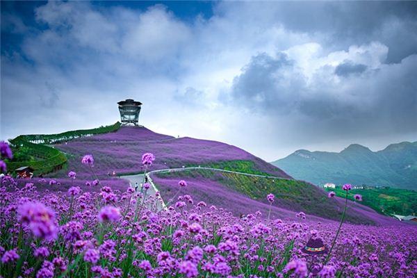 發夢夢到一片花海是什麼意思