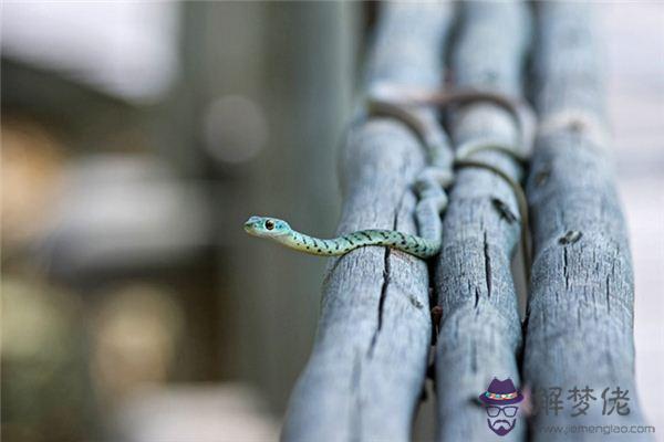 發夢夢到打蛇是什麼預兆