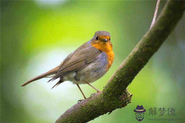 發夢夢到被鳥啄是什麼意思