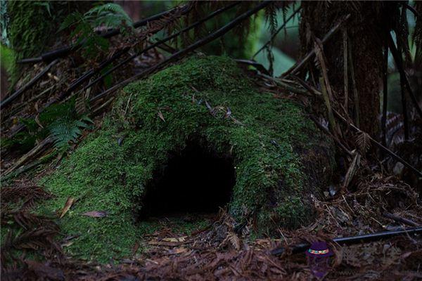 發夢夢到獸穴是什麼意思