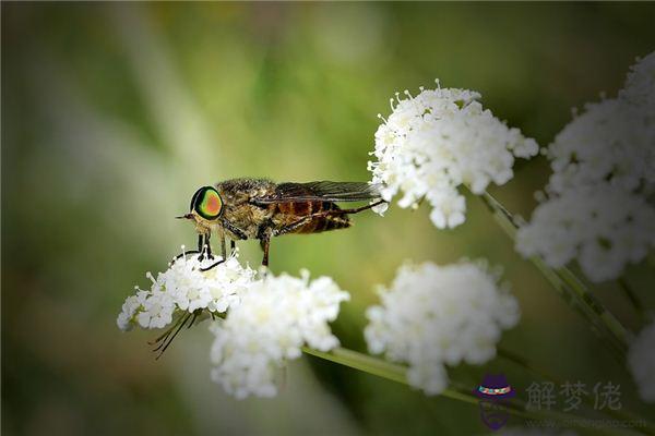 發夢夢到牛虻是什麼意思