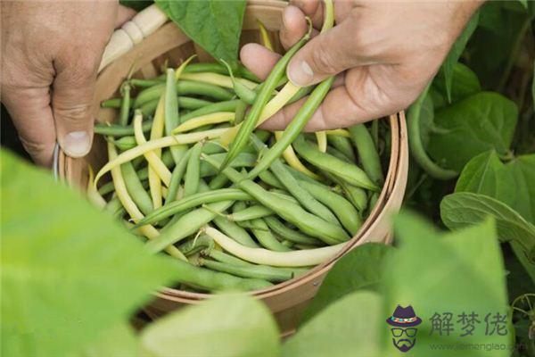 發夢夢到偷摘豆角是什麼意思