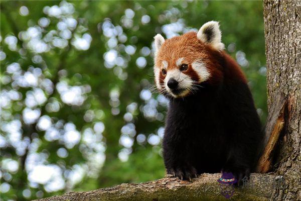 發夢夢到動物園是什麼意思