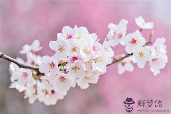 發夢夢到櫻花是什麼意思