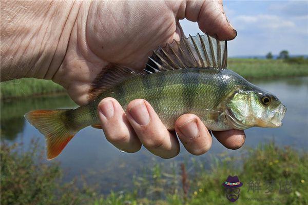 發夢夢到鱸魚是什麼意思