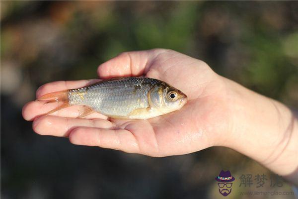 發夢夢到鯽魚是什麼意思