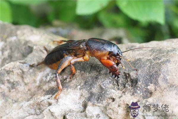 發夢夢到螻蛄是什麼意思