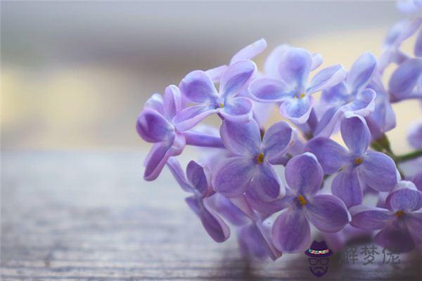 發夢夢到丁香花是什麼意思