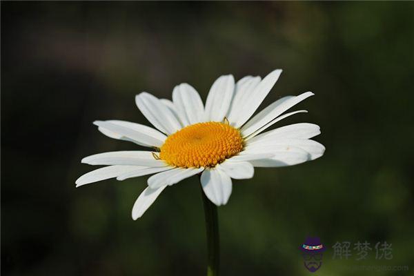 發夢夢到白花是什麼意思