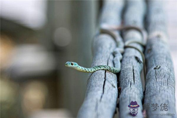 發夢夢到捉蛇是什麼意思