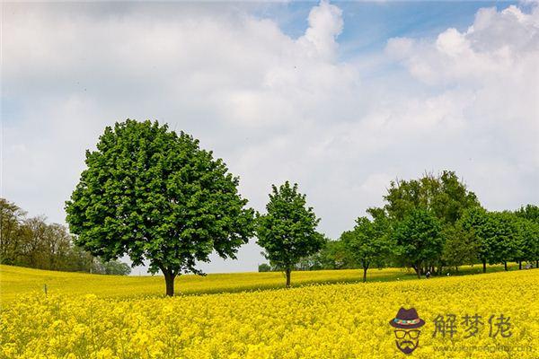 發夢夢到遍地菜花是什麼意思