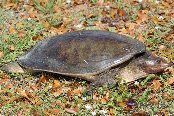 發夢夢到甲魚是什麼意思