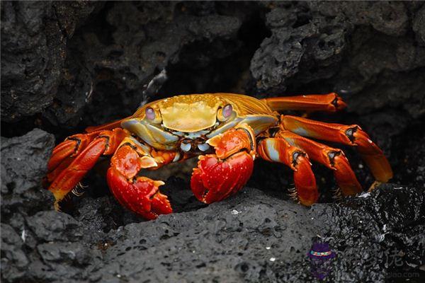 發夢夢到水生物是什麼意思