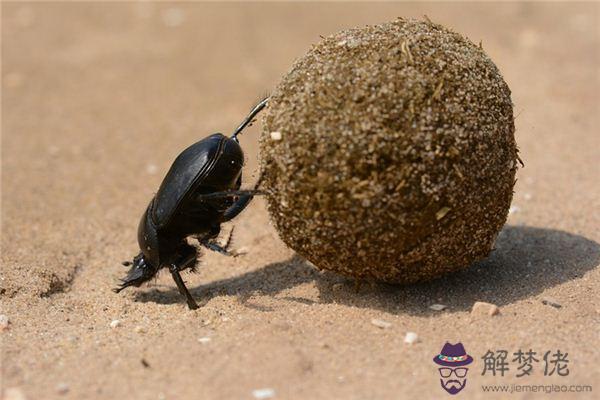 發夢夢到恙螂是什麼意思