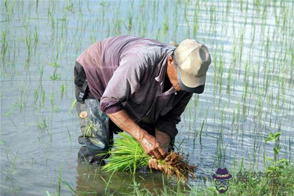 發夢夢到種地耕田是什麼意思