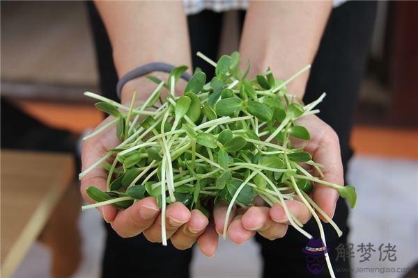 發夢夢到買豆芽是什麼意思