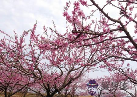 八字咸池桃花特點