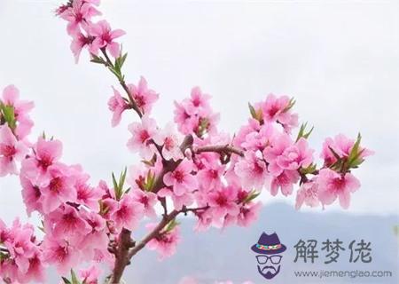 八字桃花運怎么看