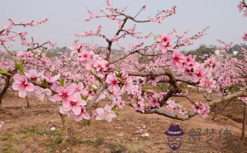 生辰八字算桃花.jpg