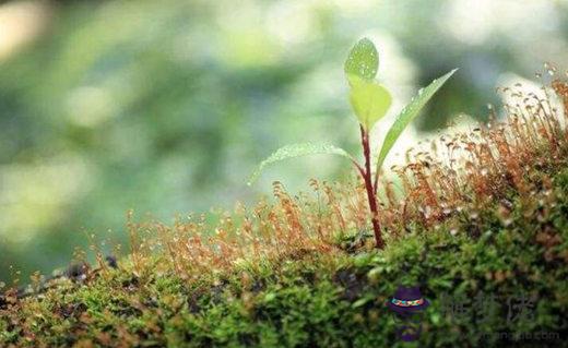 適合種植植物的八字