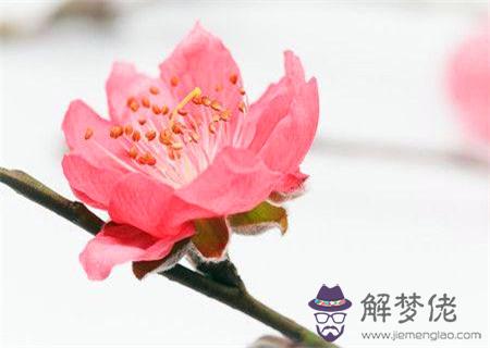 易招爛桃花的女命八字