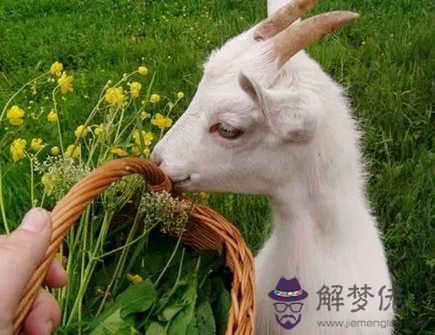 屬猴的桃花劫是什么生肖