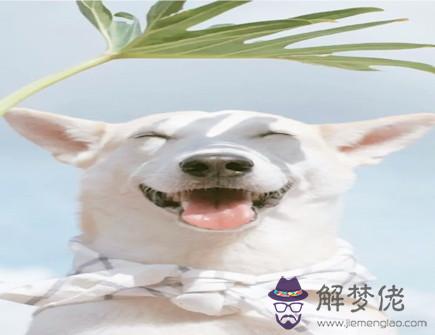 屬狗的桃花劫是什么生肖