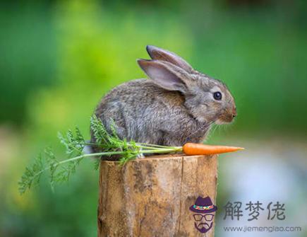 木兔年是哪些年份