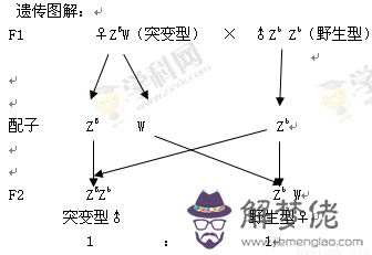 3、紅綠色盲的主要婚式:人類紅綠色盲遺傳規律