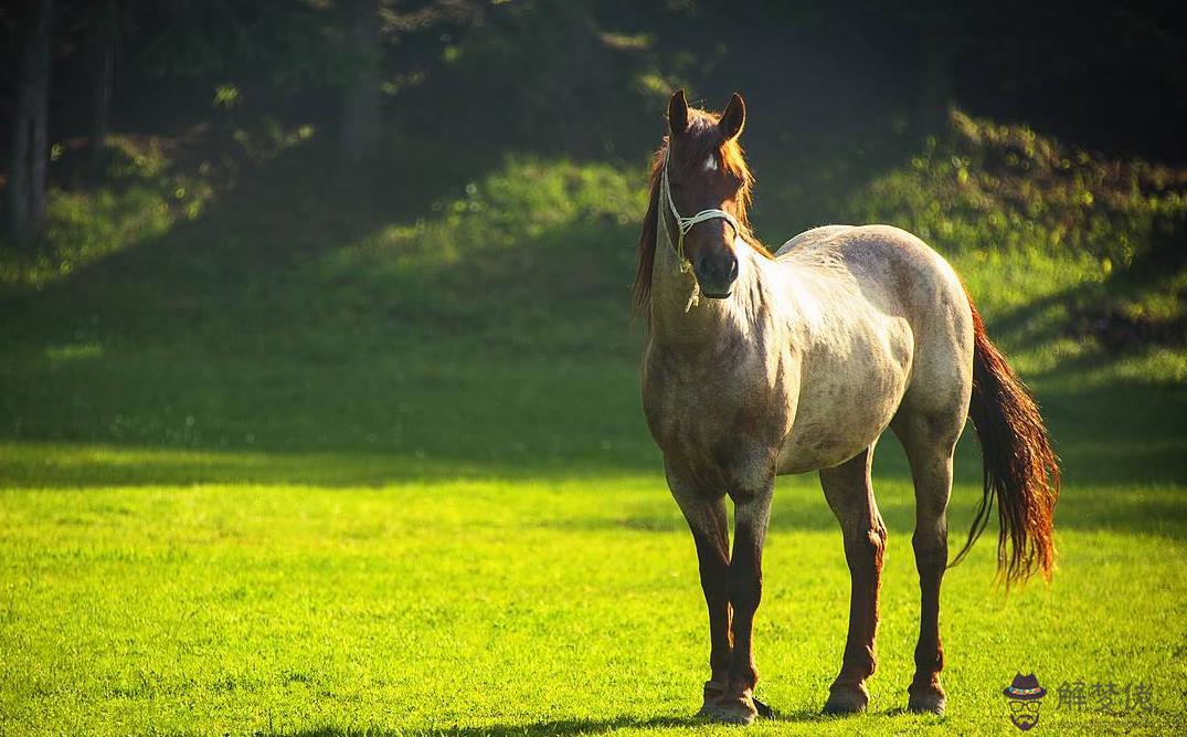 1、生肖馬人與馬婚配如何:婚配屬相馬和馬如何