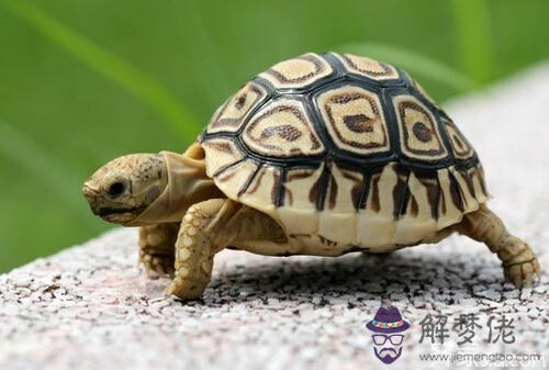 養什麼龜對風水有好處：養烏龜對風水有什麼講究