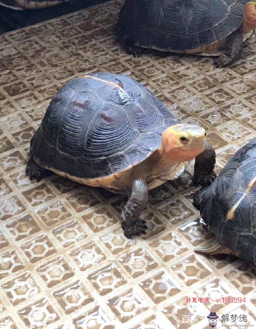 為什麼不要養三只烏龜：家里養三只烏龜,好嗎