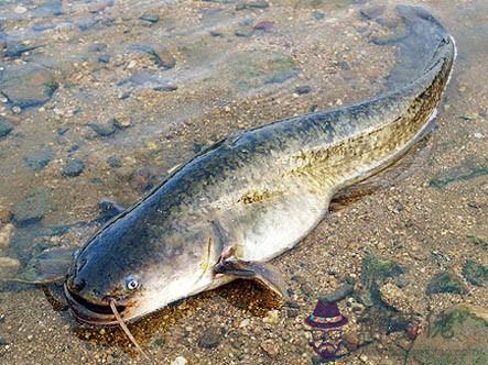 家里養鯰魚有什麼預兆：家里養魚有什麼講究？