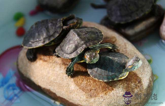 巴西龜深水養好還是淺水養好：巴西龜是深水龜還是淺水龜